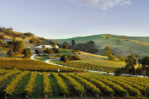 Mùa Nào Thung Lũng Rượu Vang Cape Winelands Đẹp Nhất?