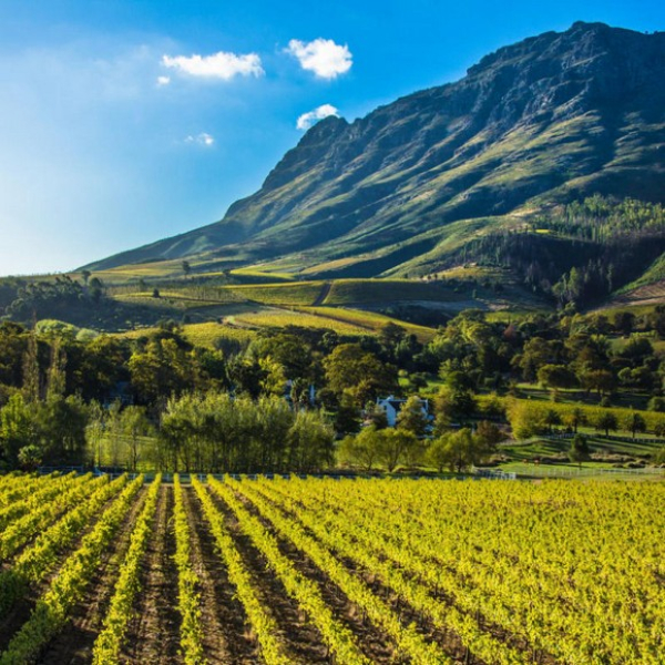 Thung Lũng Rượu Vang Stellenbosch: Vườn Nho Và Nếm Vang