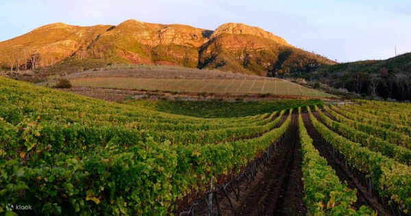 Điền Trang Groot Constantia Cape Town: Vườn Nho Và Nếm Vang