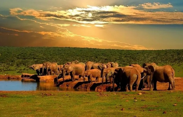 Văn Hóa Safari Và Bảo Tồn Động Vật Hoang Dã Ở Nam Phi