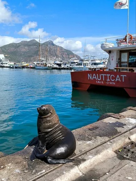  Đàn hải cẩu hoang dã nghỉ ngơi tại bến cảng V&A Waterfront