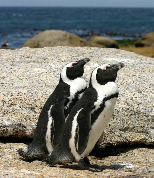  Chim cánh cụt châu Phi tại Boulders Beach Cape Town