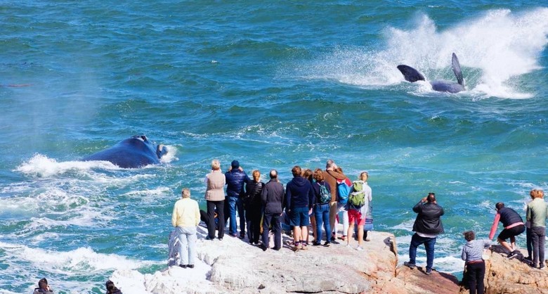 Cá voi được quan sát từ điểm ngắm cảnh trên đường Chapman's Peak