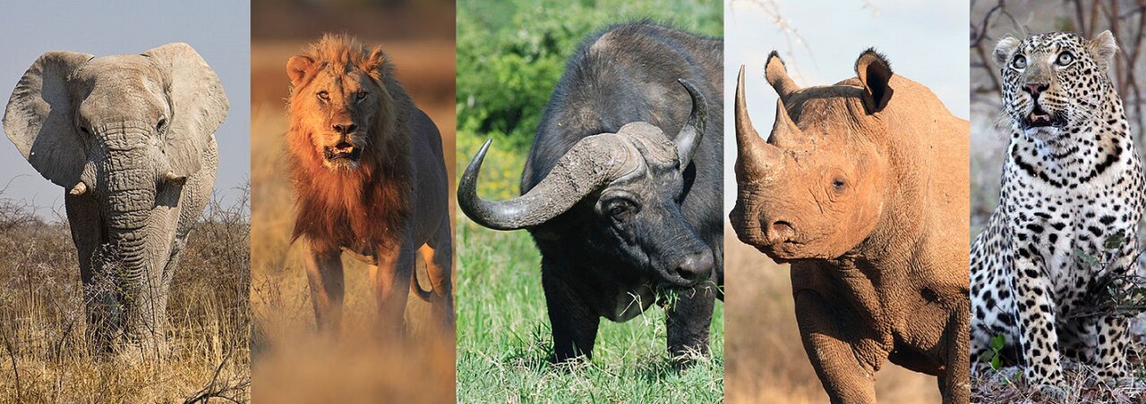  Bộ ảnh ghép 5 loài Big Five, sư tử, báo hoa mai, voi, tê giác, trâu rừng tại Nam Phi