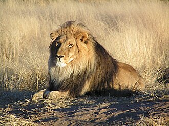 Sư tử bờm đen Kalahari nghỉ ngơi trên đồi cát đỏ