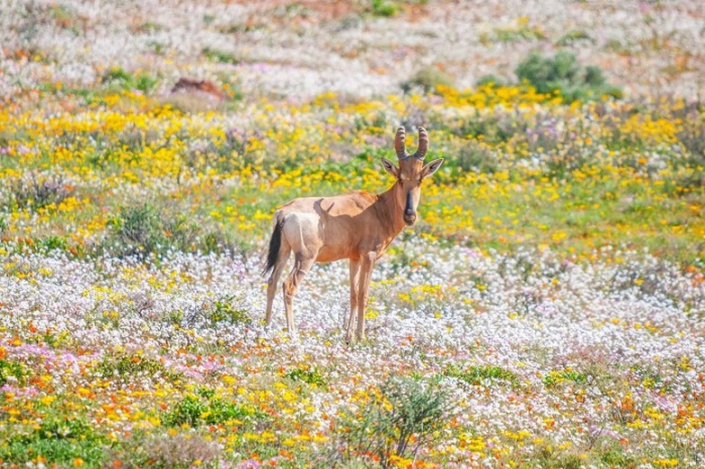 Thảm hoa cải dại cam và tím trải dài trên vùng bán hoang mạc Namaqualand