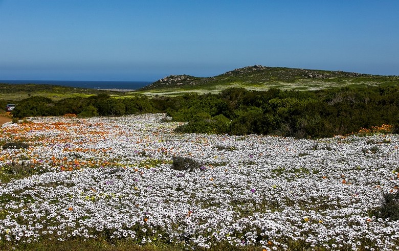 Cận cảnh hoa cải dại Namaqualand bung nở dưới nắng