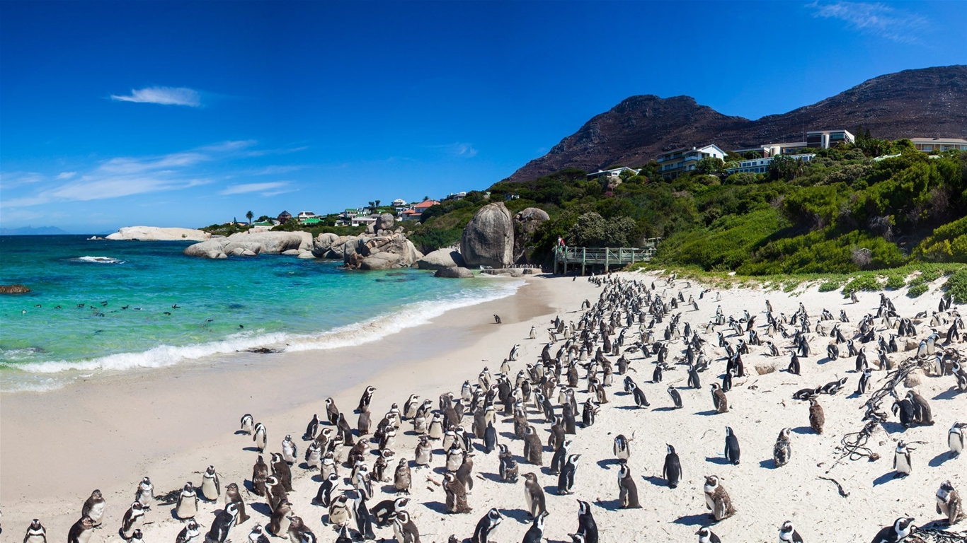 Đàn chim cánh cụt châu Phi trên bãi cát trắng tại Boulders Beach