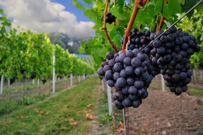 Chùm nho Chenin Blanc và Pinotage trong vườn nho Nam Phi