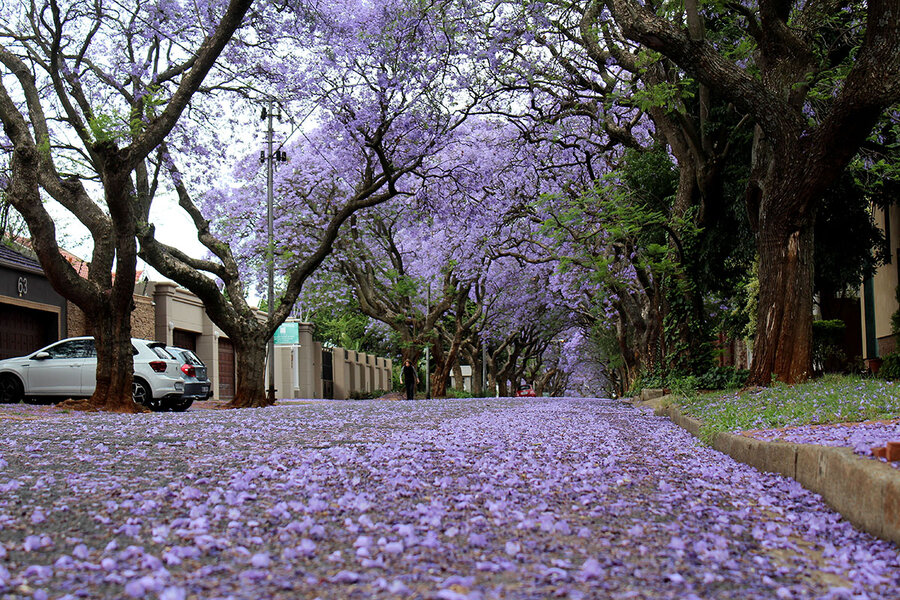 Con phố ở Pretoria phủ kín hoa jacaranda tím vào mùa cao điểm