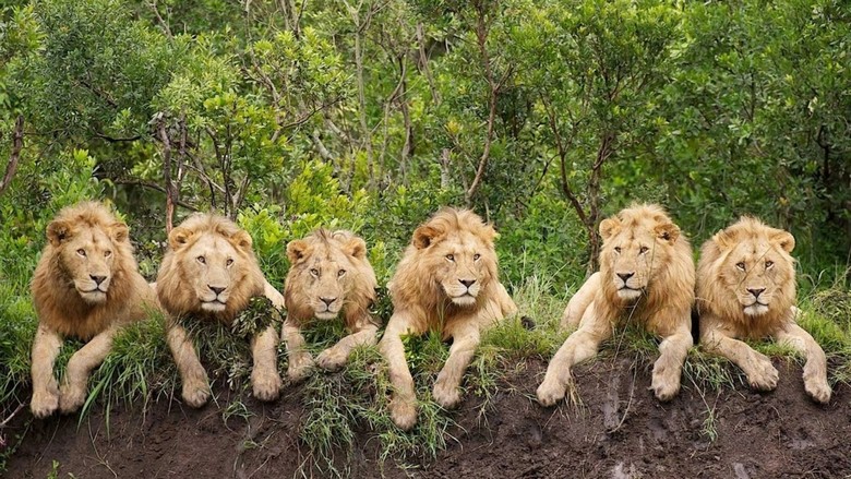 Đàn sư tử được quan sát trong buổi safari ở Kruger