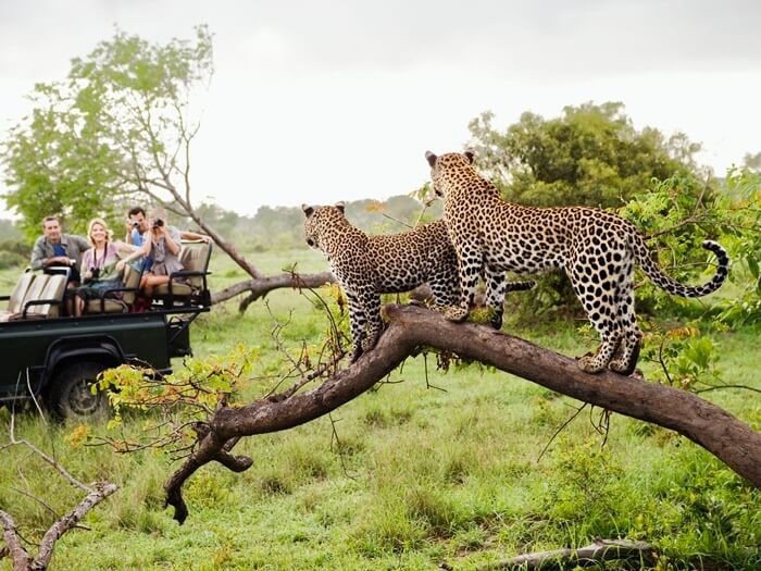 Báo hoa mai nằm trên cành cây tại khu bảo tồn tư nhân giáp Kruger