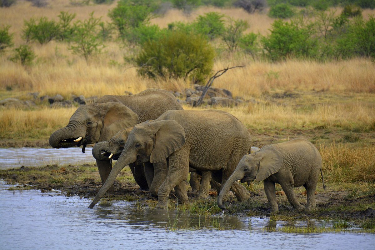 Voi châu Phi và tê giác trắng gặm cỏ tại Pilanesberg