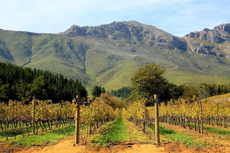 Hàng nho chuyển màu vàng cam vào mùa thu ở Cape Winelands