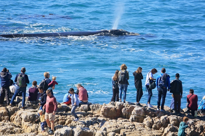  Đoàn khách ngắm cá voi tại Hermanus trong lịch trình tour Nam Phi