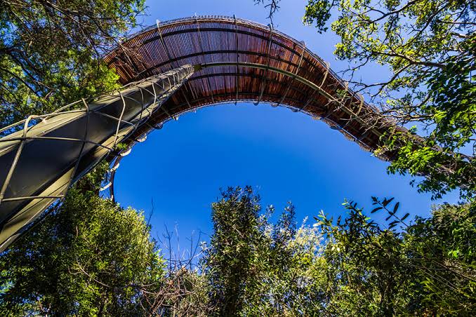 Cầu đi bộ Boomslang uốn lượn trên tán rừng tại Kirstenbosch