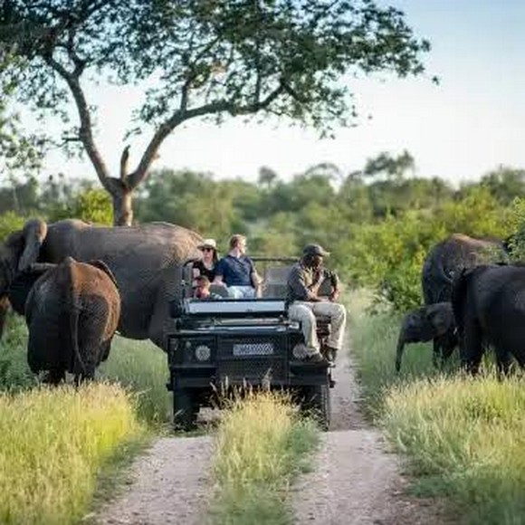  Safari ngắm Big Five tại Vườn quốc gia Kruger