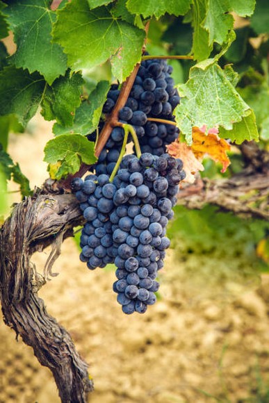  Chùm nho Pinotage chín trên cành tại một vườn nho Stellenbosch