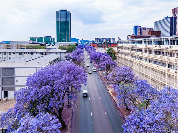 Tòa nhà Union Buildings nhìn qua khu vườn rợp bóng jacaranda