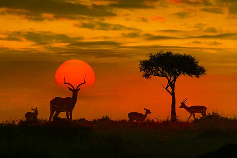 Ánh hoàng hôn vàng cam trong buổi safari chiều tối ở Kruger