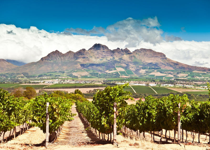 Toàn cảnh vườn nho Stellenbosch với núi phía sau
