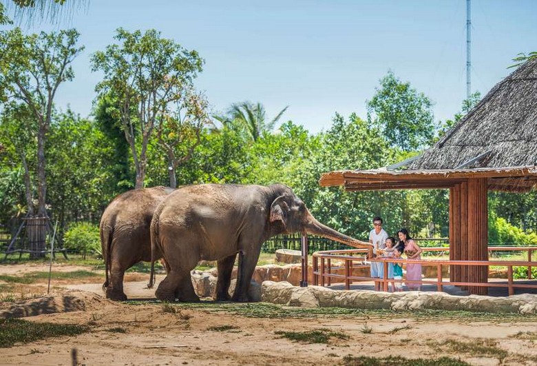 Voi hoang dã tiến gần xe safari trong khu bảo tồn