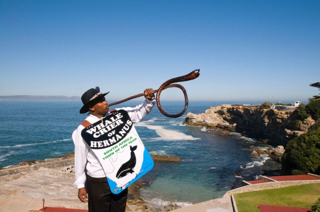  Whale Crier thổi tù và rong biển dọc bờ biển Hermanus