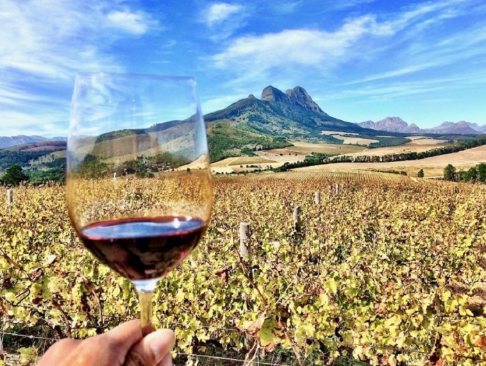 Ly vang được rót để nếm tại một vườn nho Stellenbosch