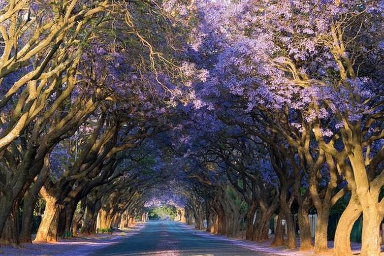 Hàng cây phượng tím jacaranda nở rộ trên đường phố Pretoria