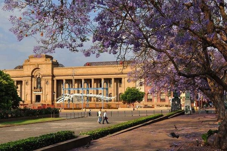 Khuôn viên Đại học Pretoria mùa hoa phượng tím