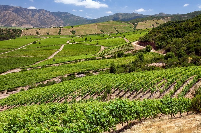 Vườn nho tại thung lũng rượu vang Hemel-en-Aarde gần Hermanus