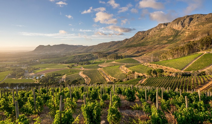 Điền trang Groot Constantia với kiến trúc Cape Dutch và vườn nho bao quanh