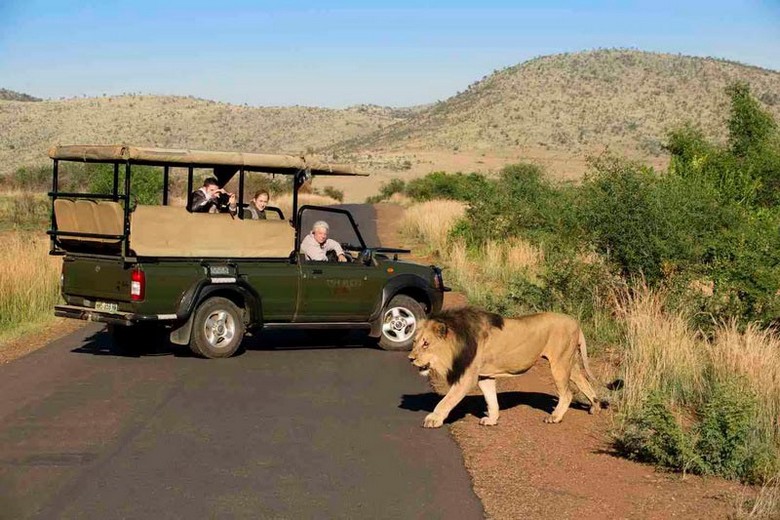 Đoàn xe safari quan sát động vật hoang dã tại một khu bảo tồn Nam Phi