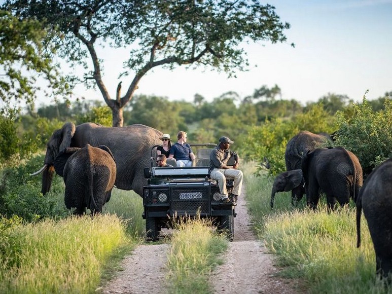 Xe safari mui trần di chuyển giữa thảo nguyên Kruger lúc bình minh