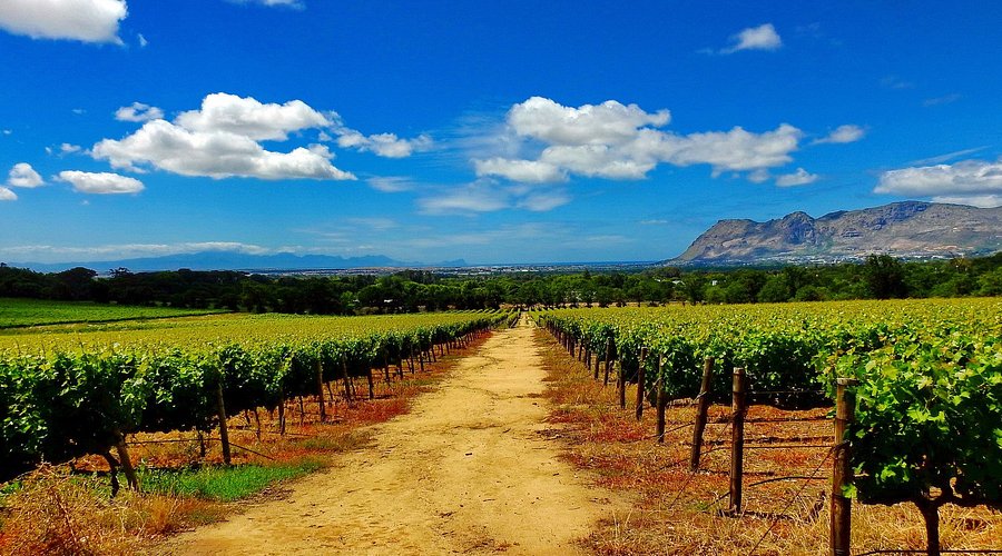 Lối đi bộ xuyên qua vườn nho tại Groot Constantia